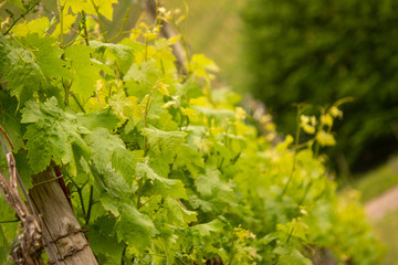 Close-up of vine near Stuttgart