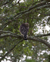 Red-shouldered Hawk(s)