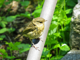 Close-up of bird looking to the right