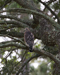 Red-shouldered Hawk(s)