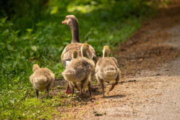 Duck family walking away from you