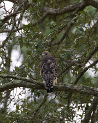 Red-shouldered Hawk(s)