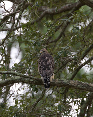 Red-shouldered Hawk(s)