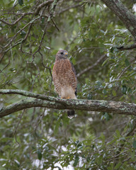 Red-shouldered Hawk(s)