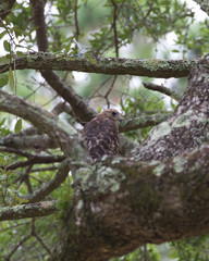 Red-shouldered Hawk(s)