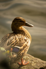 Female duck on the ege of a lake