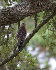 Red-shouldered Hawk(s)