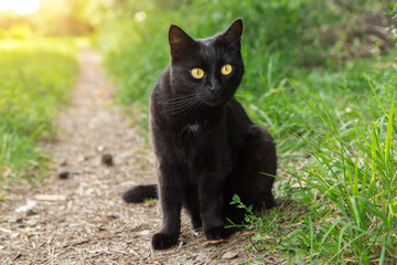Naklejka na ściany i meble Bombay black funny cat with yellow eyes and attentive look sits outdoor in nature in sunlight