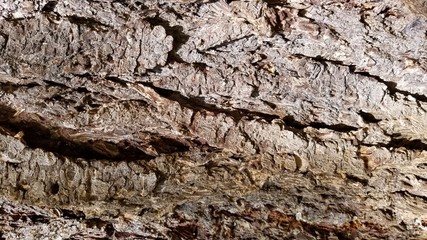 Tree Bark Patterns- Backgrounds and Textures