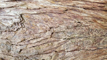 Tree Bark Patterns- Backgrounds and Textures