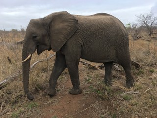 Fototapeta premium Elephant
