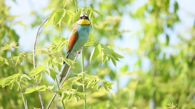 European bee-eater or Merops apiaster