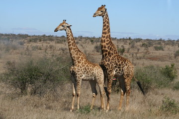 Giraffes