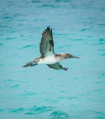 Flying Blue-Footed Booby - Sula nebouxii - 