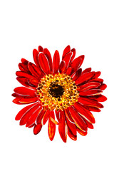 Red dahlia flower head watercolor