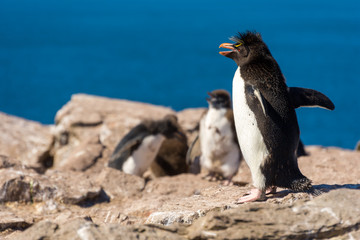 rock-hopper penguins colony in Falkland Islands