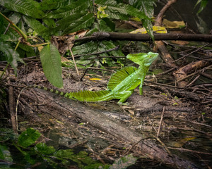 Green Basilisk (Basiliscus plumifrons) - Stylized Background - 8566