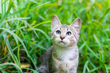 Naklejka na ściany i meble Spotted little kitten watching its prey in the garden