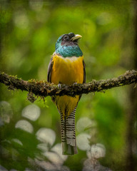 Female Black-Throated Trogon AKA Yellow-Bellied Trogon  (Trogon rufus) - Stylized Background - 8933