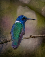 White-Necked Jacobin (Florisuga mellivora) - Stylized Background - 9769