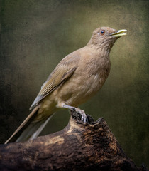 Clay-Colored Thrush (Turdus grayi) - Stylized Background - 7995