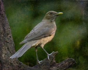 Clay-Colored Thrush (Turdus grayi) - Stylized Background - 9864