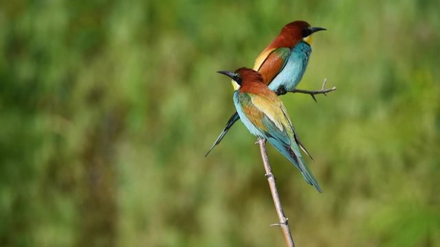 European bee-eater or Merops apiaster