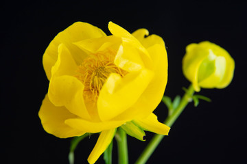 黒背景の黄色い花