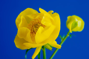 Fototapeta na wymiar 青背景の黄色い花
