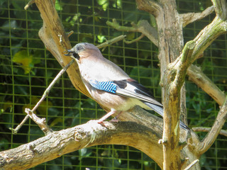 Eurasian jay carrying a stick
