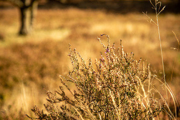 Obraz na płótnie Canvas Brown heath in autumn sun