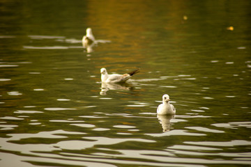 Three seagulls swimming on a lake
