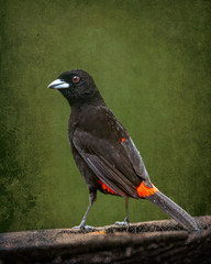 Male Passerini's Tanager (Ramphocelus passerinii) - Stylized Background - 8169