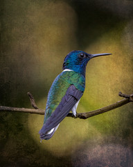 White-Necked Jacobin (Florisuga mellivora) - Stylized Background - 9837