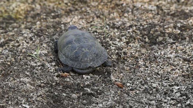 European pond turtle or Emys orbicularis