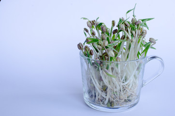 Mungbean sprouts