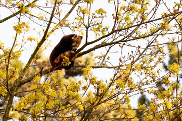 Red panda looking down
