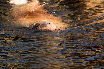 Walrus swimming towards the camera
