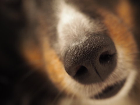 Extreme close up to dog's nose