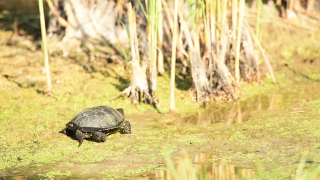 European pond turtle or Emys orbicularis