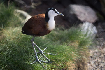 Small bird with long legs