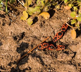 A small group of firebugs on a rocky dry ground.