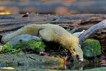 Grey-bellied Squirrel (Callosciurus caniceps) drinking at waterhole in rainforest, Kaeng Krachan National Park, Thailand