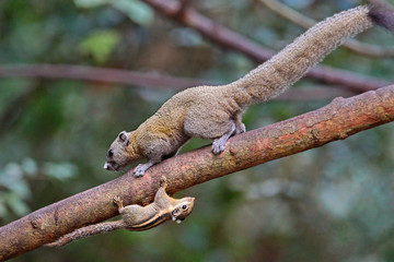Himalayan striped squirrel (Tamiops mcclellandii) with Grey-bellied Squirrel (Callosciurus caniceps) climbing together on a branch, Kaeng Krachan National Park, Thailand