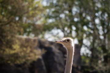 Ostrich looking to the left