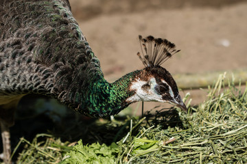 Close-up of a peafowl eating