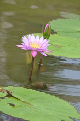 waterlily in pond