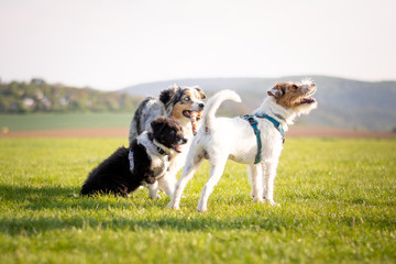 Parson Russell Terrier and Australian Shepherd playing