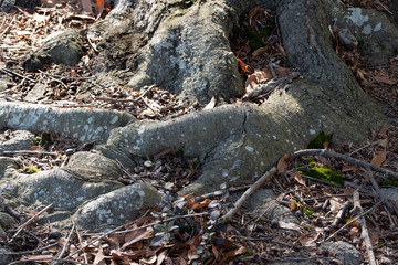 Roots from an Old Oak Tree