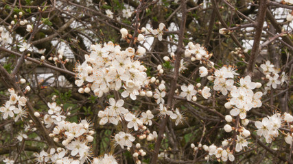 Inicio da Primavera